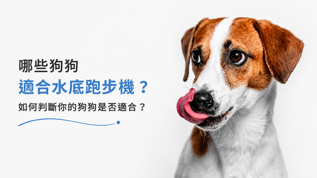 哪些狗狗適合水底跑步機？Paw Studio 狗狗水底跑步機及水療運動指南