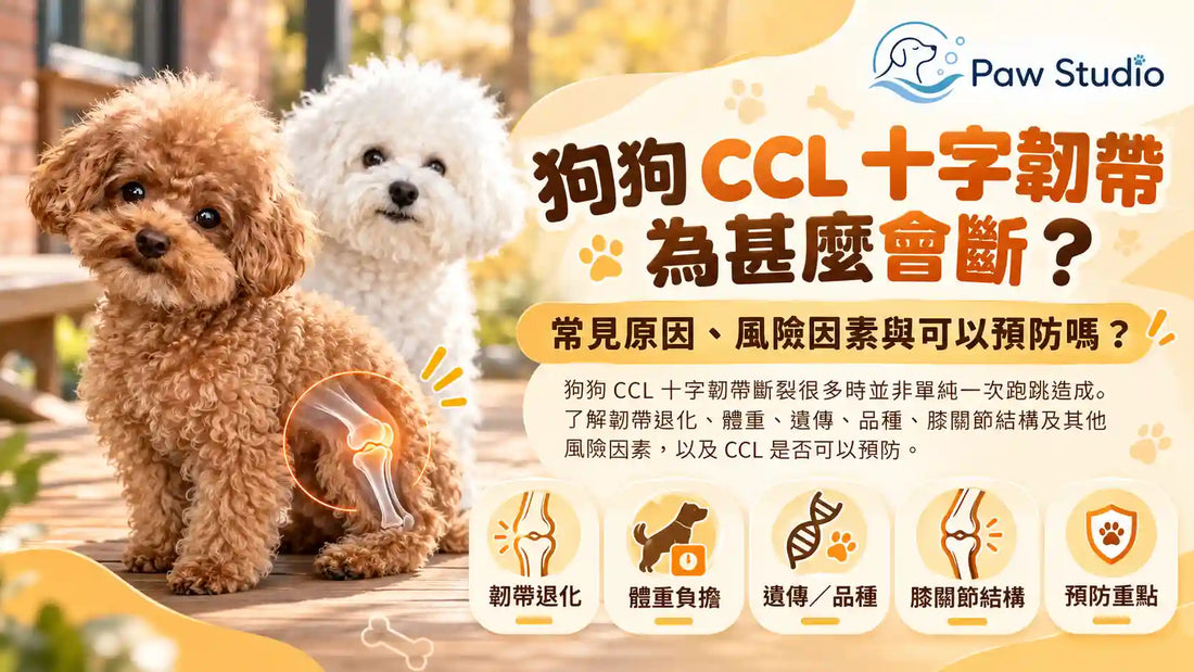 狗狗CCL十字韌帶斷裂原因風險因素與預防指南