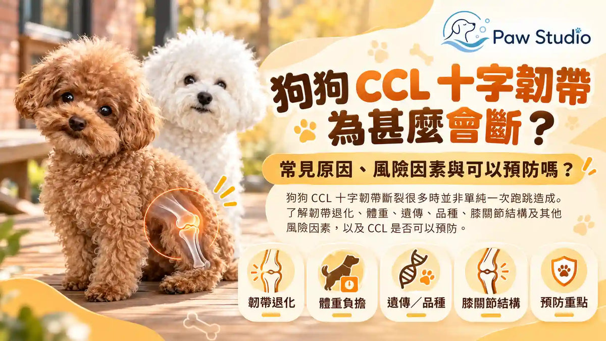 狗狗CCL十字韌帶斷裂原因風險因素與預防指南
