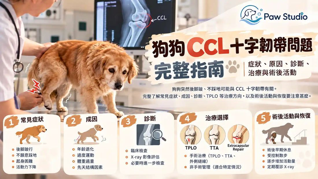 狗狗CCL十字韌帶斷裂後腳跛行症狀診斷治療及TPLO指南