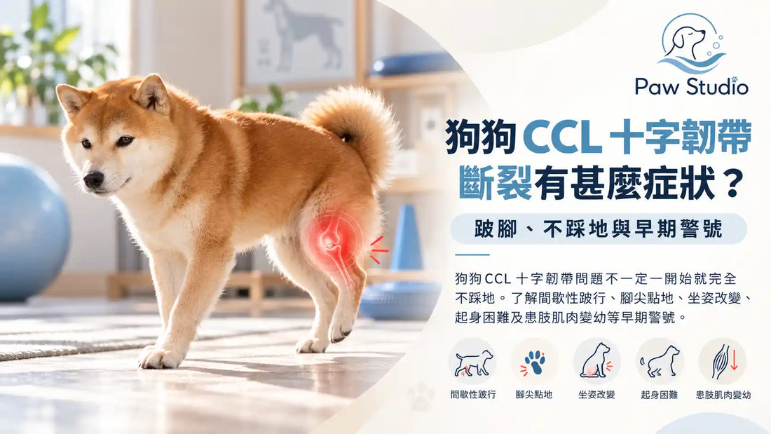 狗狗CCL十字韌帶斷裂後腳跛行不踩地及早期症狀