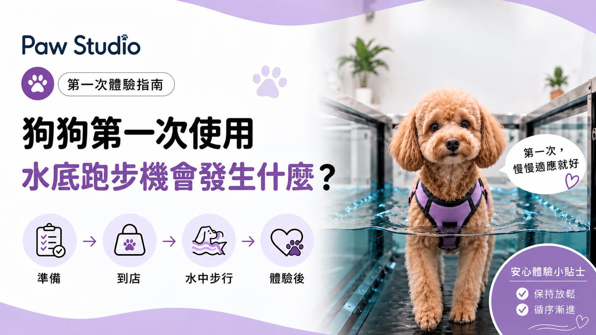 狗狗水底跑步機進行第一次水中步行體驗，介紹第一次使用前的準備、體驗流程及注意事項。