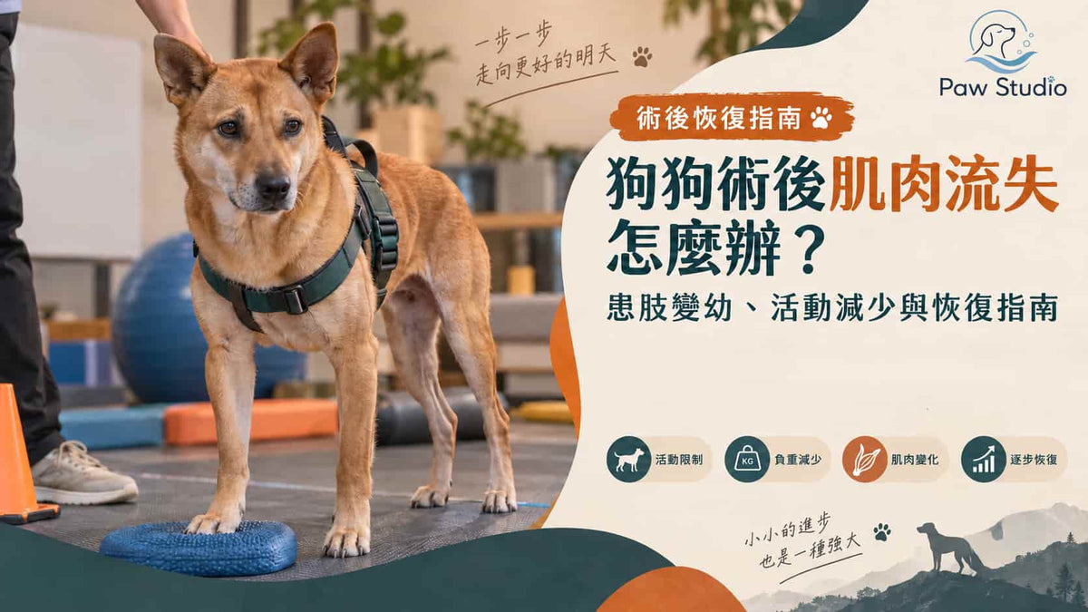 狗狗術後肌肉流失大腿變幼患肢肌肉恢復指南