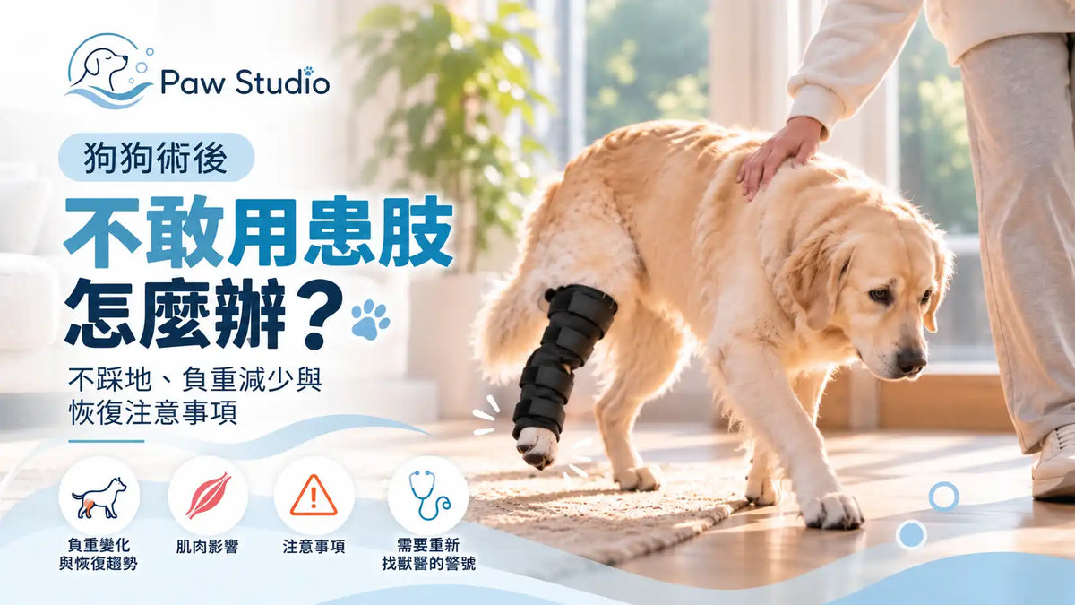 狗狗術後不敢用患肢不踩地負重減少恢復指南