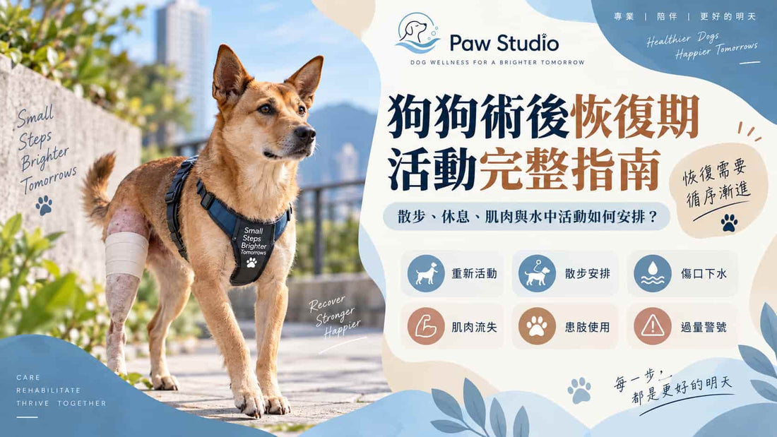 狗狗術後康復恢復期散步活動與水中運動完整指南