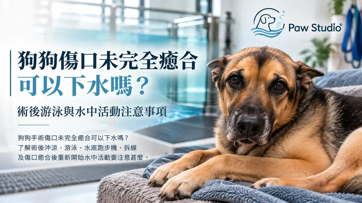 狗狗手術後傷口未完全癒合下水游泳及水中活動注意事項
