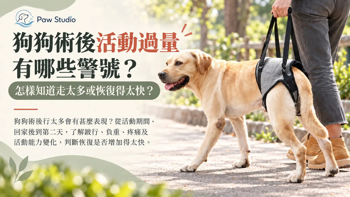 狗狗術後活動過量散步太多跛行與恢復警號指南