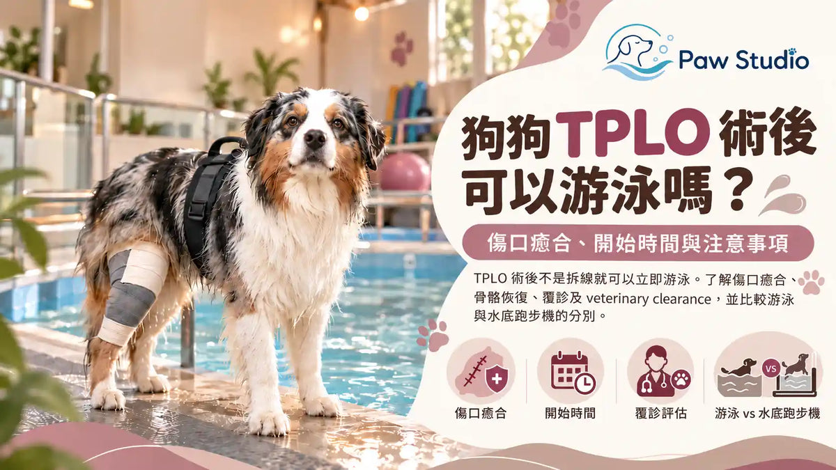 狗狗TPLO十字韌帶手術後游泳傷口癒合開始時間及注意事項