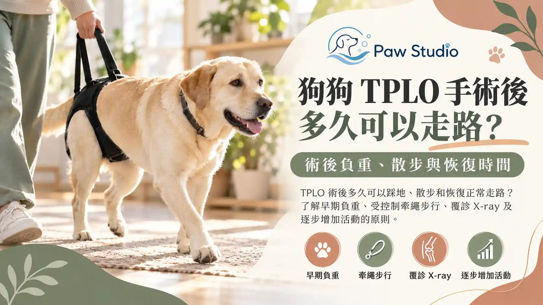 狗狗TPLO十字韌帶手術後走路負重散步及恢復時間指南