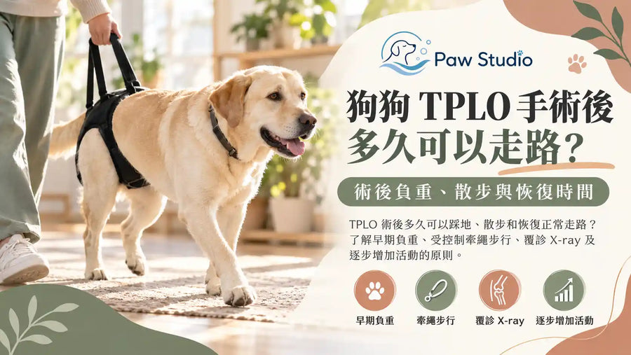 狗狗 TPLO 手術後多久可以走路？術後負重、散步與恢復時間