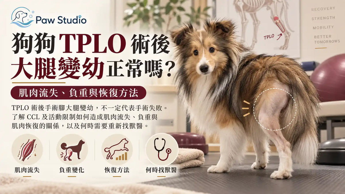 狗狗TPLO十字韌帶手術後大腿變幼肌肉萎縮負重與恢復指南