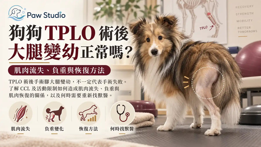 狗狗TPLO十字韌帶手術後大腿變幼肌肉萎縮負重與恢復指南