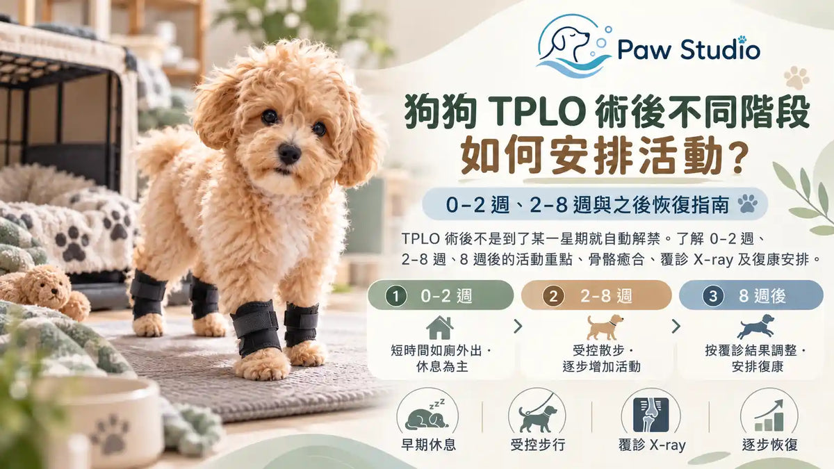 狗狗TPLO手術後0至2週2至8週及8週後活動恢復階段指南