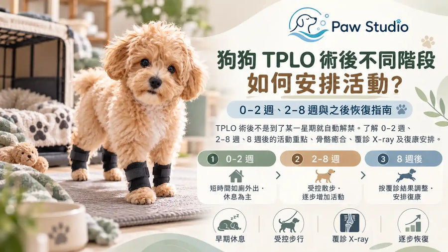 狗狗TPLO手術後0至2週2至8週及8週後活動恢復階段指南