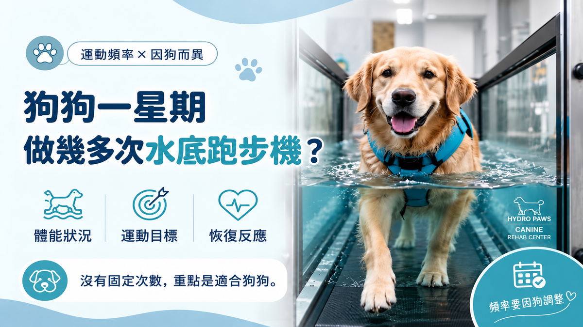 狗狗於水底跑步機運動，介紹狗狗一星期做多少次水底跑步機較合適，以及如何建立安全、穩定且可長期維持的運動習慣。