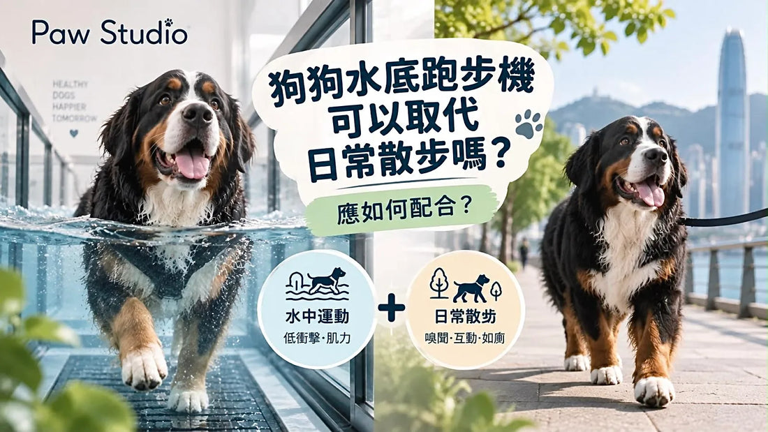 狗狗水底跑步機可以取代日常散步嗎？水中運動與日常散步配合指南｜Paw Studio 香港