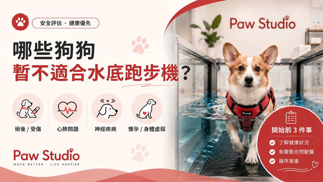 哥基犬於水底跑步機內進行水中步行，說明哪些狗狗暫時不適合使用水底跑步機，包括健康評估、開始前注意事項，以及需要先接受獸醫評估的情況。