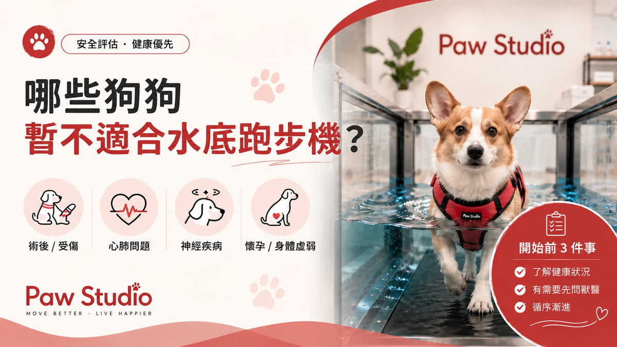 哥基犬於水底跑步機內進行水中步行，說明哪些狗狗暫時不適合使用水底跑步機，包括健康評估、開始前注意事項，以及需要先接受獸醫評估的情況。