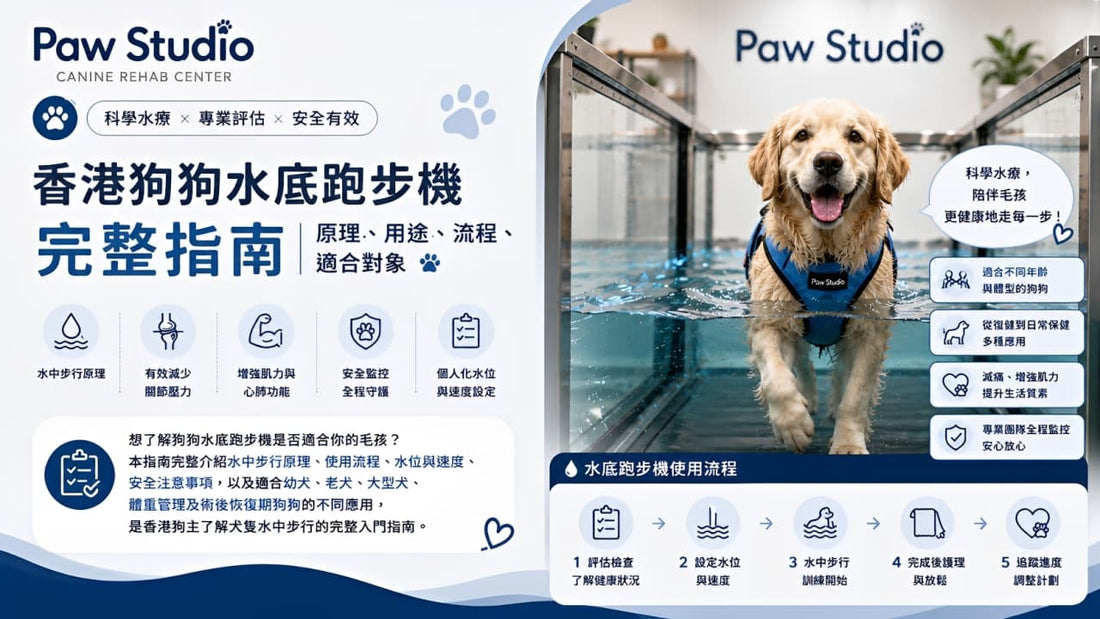 香港 Paw Studio 狗狗水底跑步機完整指南，介紹水中步行原理、用途、使用流程及適合對象