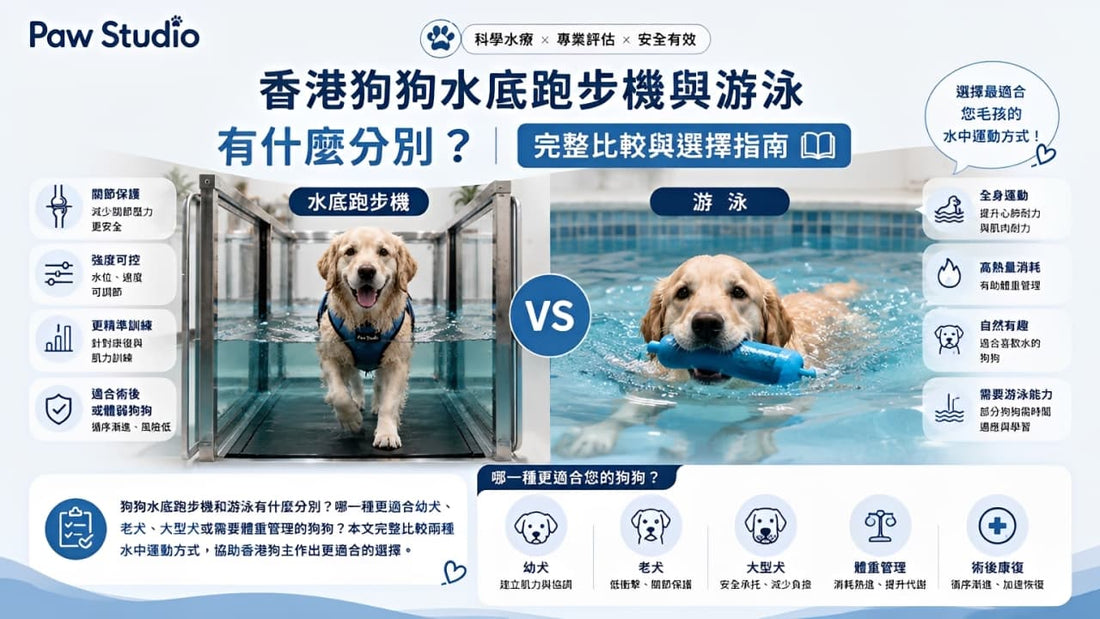 香港 Paw Studio 狗狗水底跑步機與游泳比較指南，分析兩種水中運動方式及適合的狗狗
