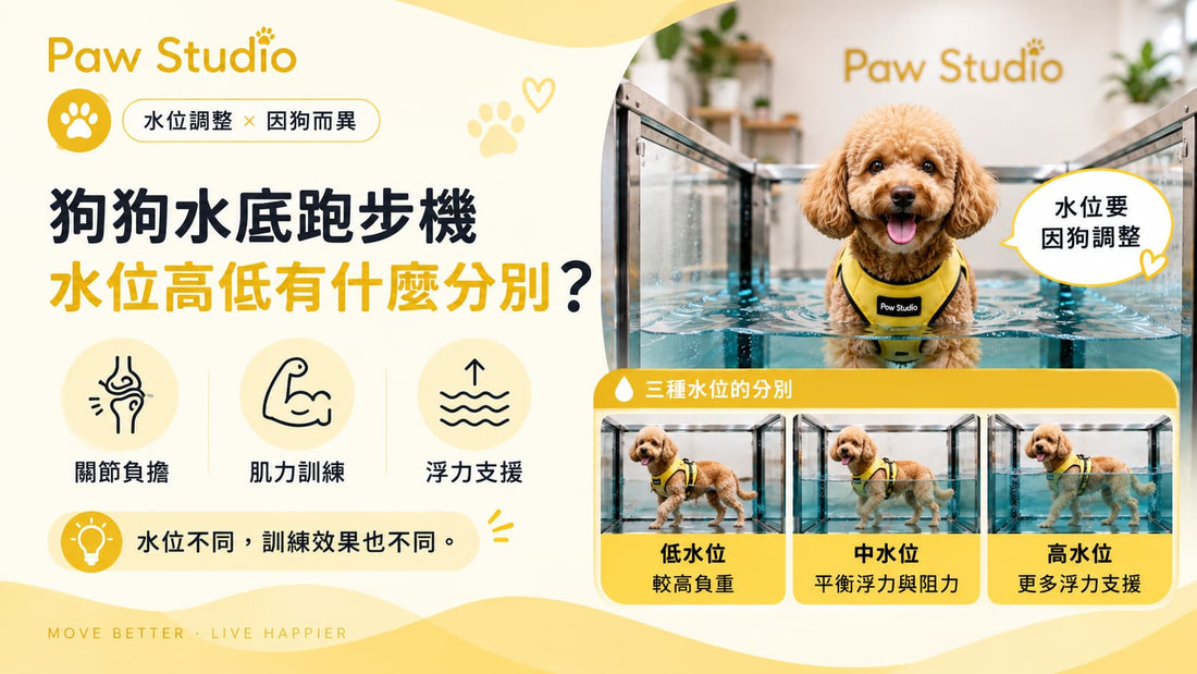 香港 Paw Studio 狗狗水底跑步機水位高度指南，介紹不同水位對浮力、關節負荷及水中運動的影響