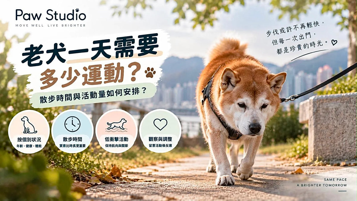老犬一天需要多少運動及老狗每日散步時間活動量指南