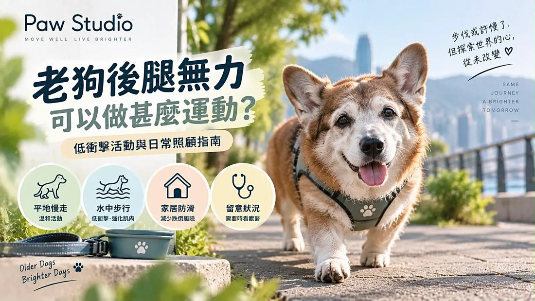 老狗後腿無力可以做甚麼運動及水中步行低衝擊活動指南
