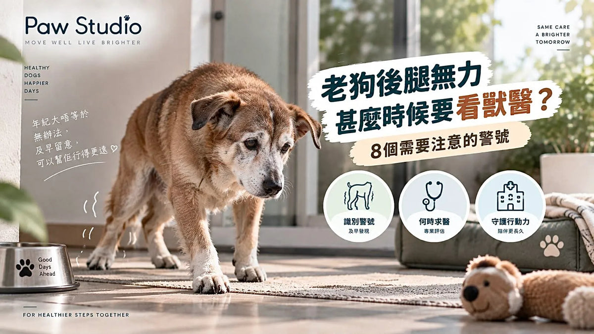 老狗後腿無力甚麼時候要看獸醫及8個活動能力警號