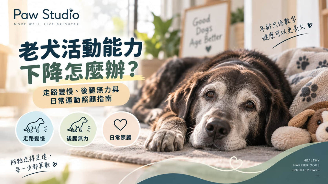老犬活動能力下降怎麼辦？狗狗走路變慢、後腿無力與日常運動照顧指南｜Paw Studio 香港