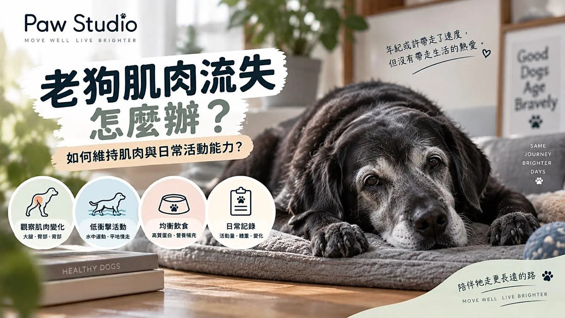老狗肌肉流失及老犬大腿後腿肌肉活動能力觀察指南