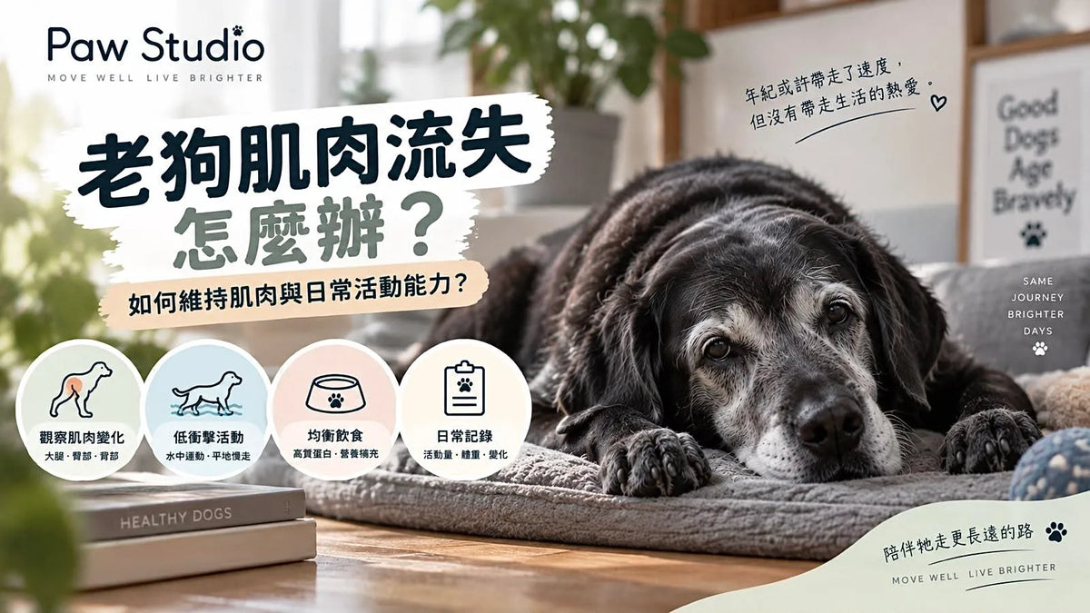 老狗肌肉流失及老犬大腿後腿肌肉活動能力觀察指南
