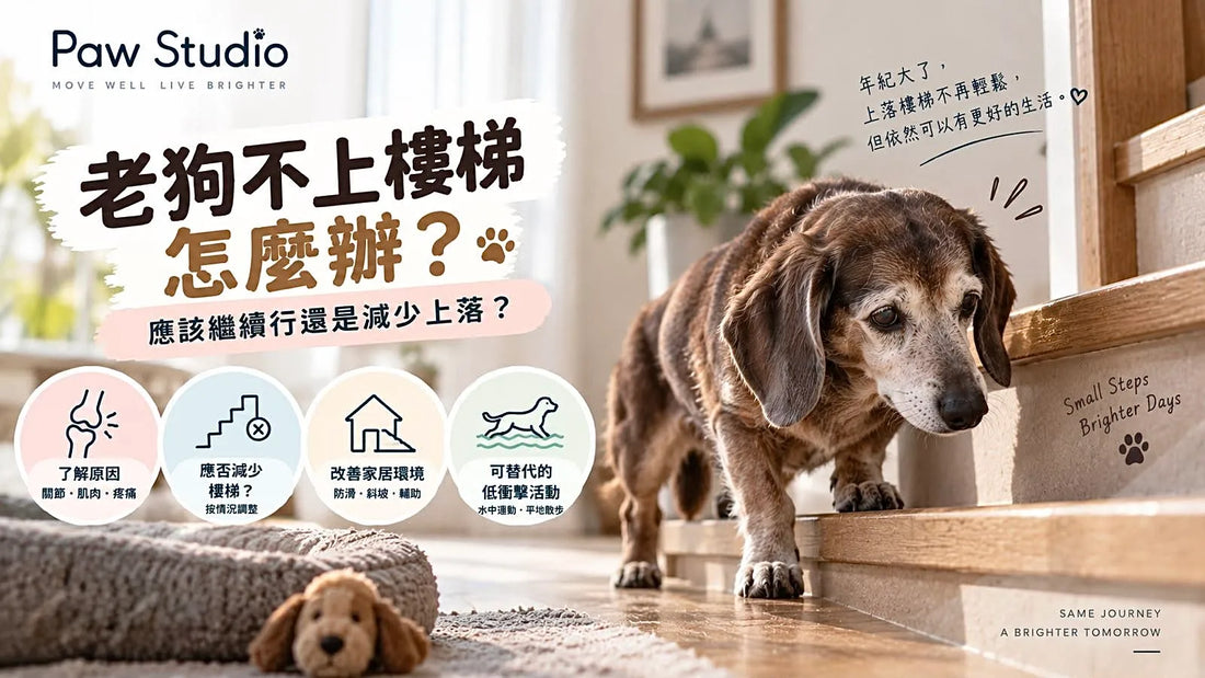 老狗不上樓梯及老犬後腿活動能力與樓梯安全指南