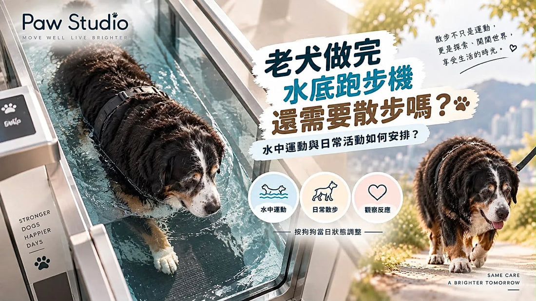 老犬做完水底跑步機後散步及每日活動安排指南