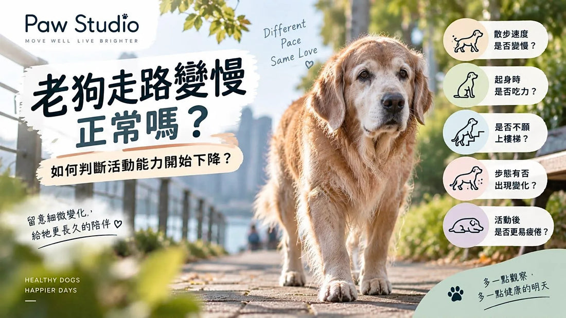 老狗走路變慢及老犬活動能力下降6個觀察重點