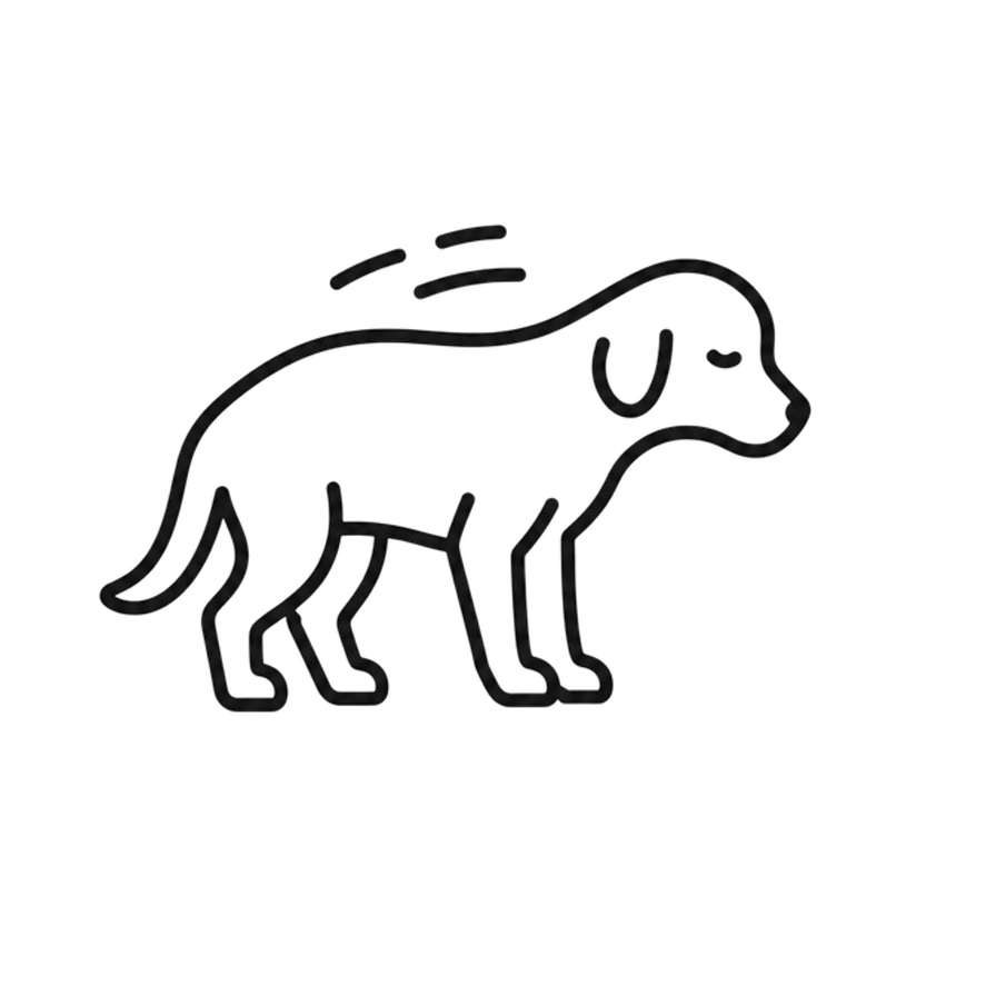 Senior dog reduced mobility and muscle weakness, hydrotherapy for ageing dogs