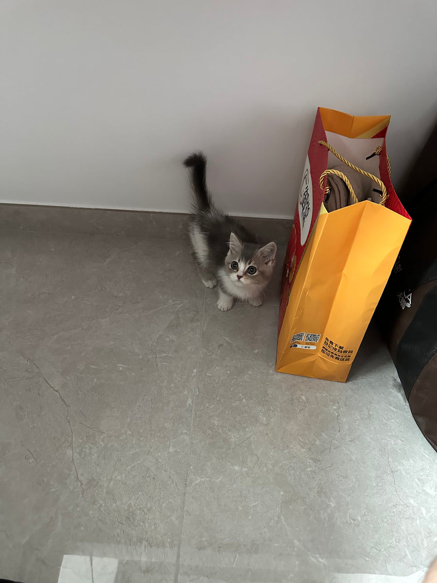 等待領養的狗狗