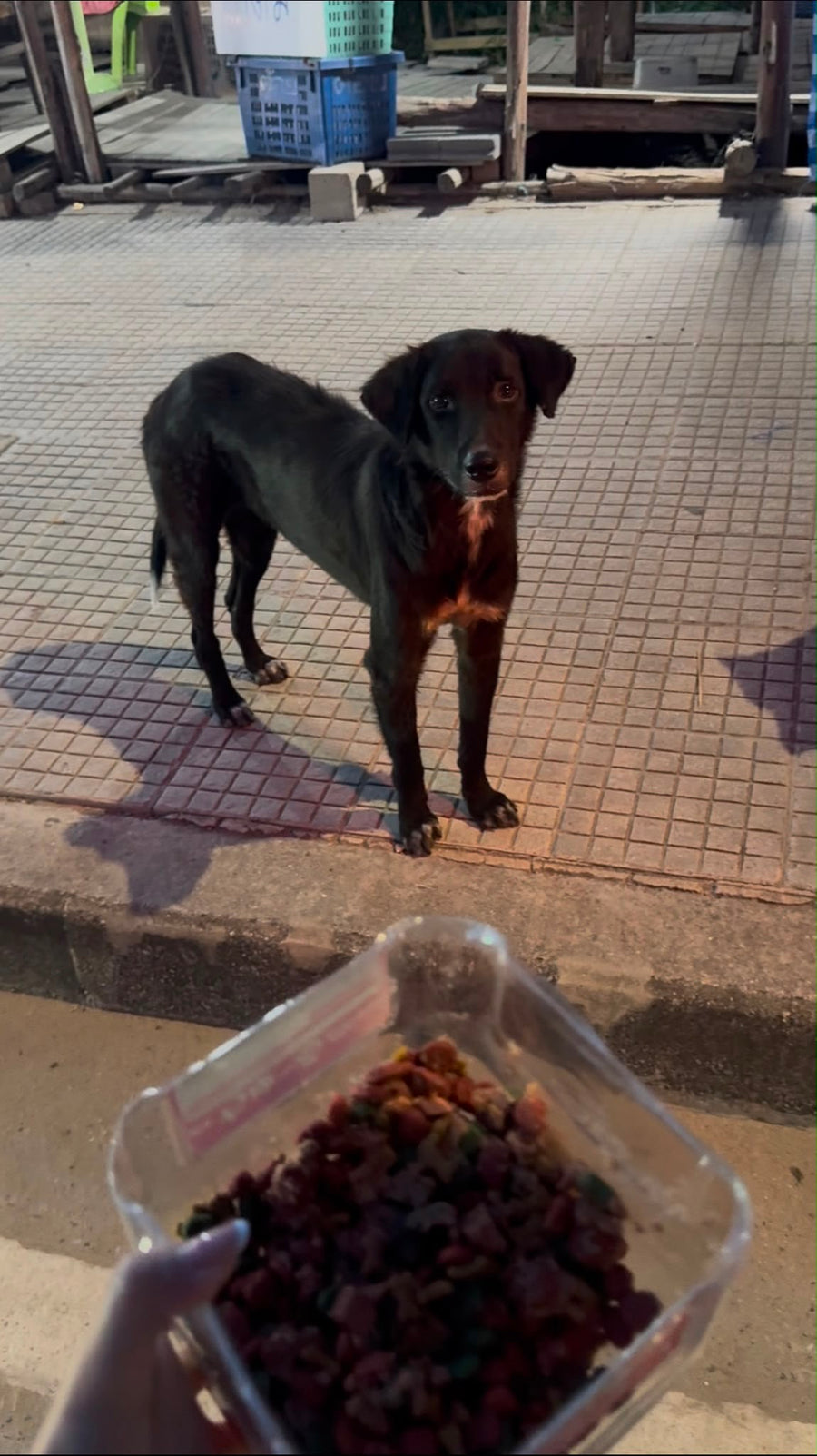 等待領養的狗狗