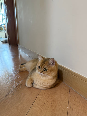 肥肥