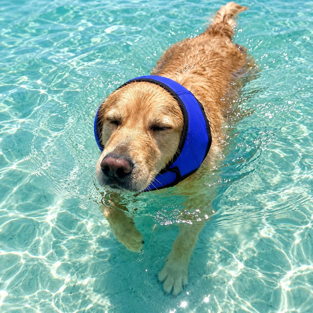 Dog swimming with Paw Studio water-resistant ear protection hood to help keep ears covered