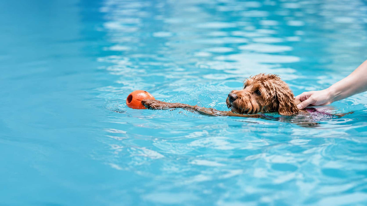 Dog swimming with therapist support during canine hydrotherapy to build water confidence, improve coordination, and support rehabilitation.