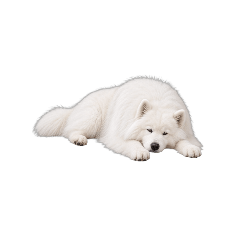 適合水底跑步機的大型犬
