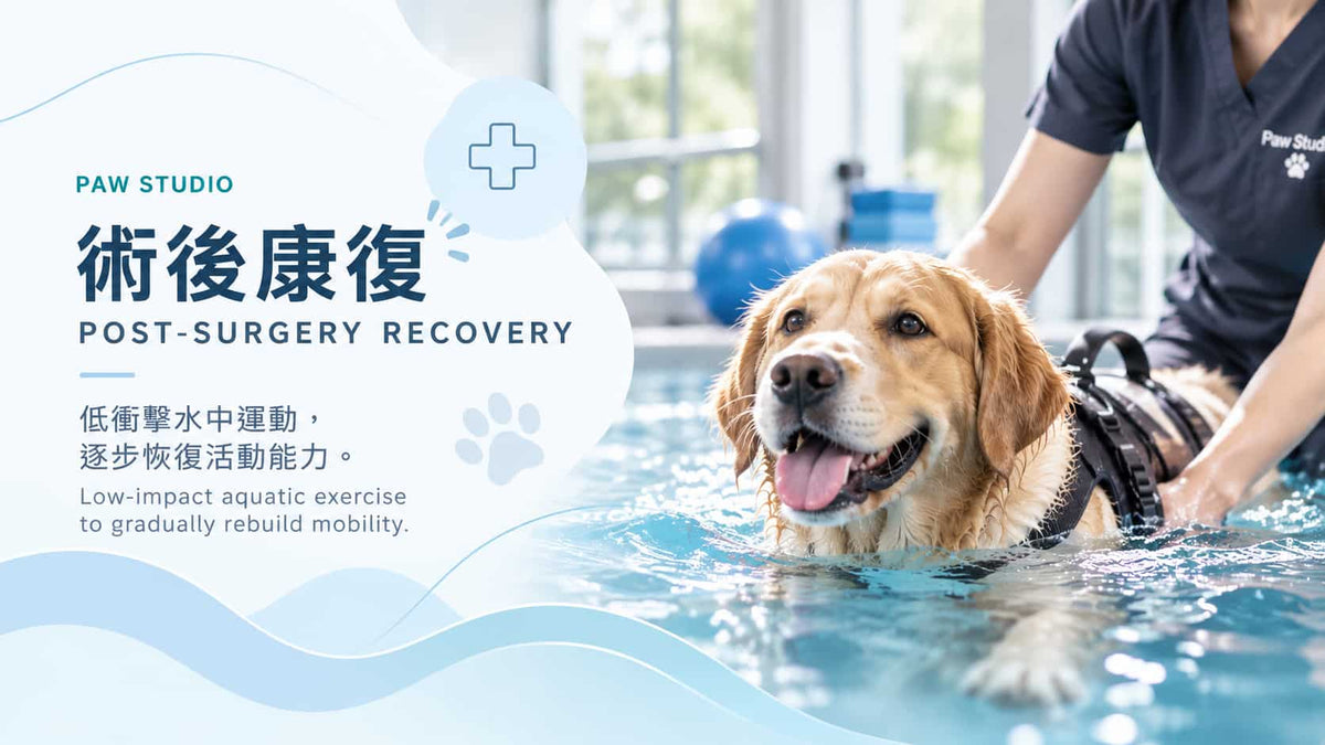 Paw Studio 狗狗術後康復水中運動｜Dog post-surgery recovery aquatic exercise in Hong Kong