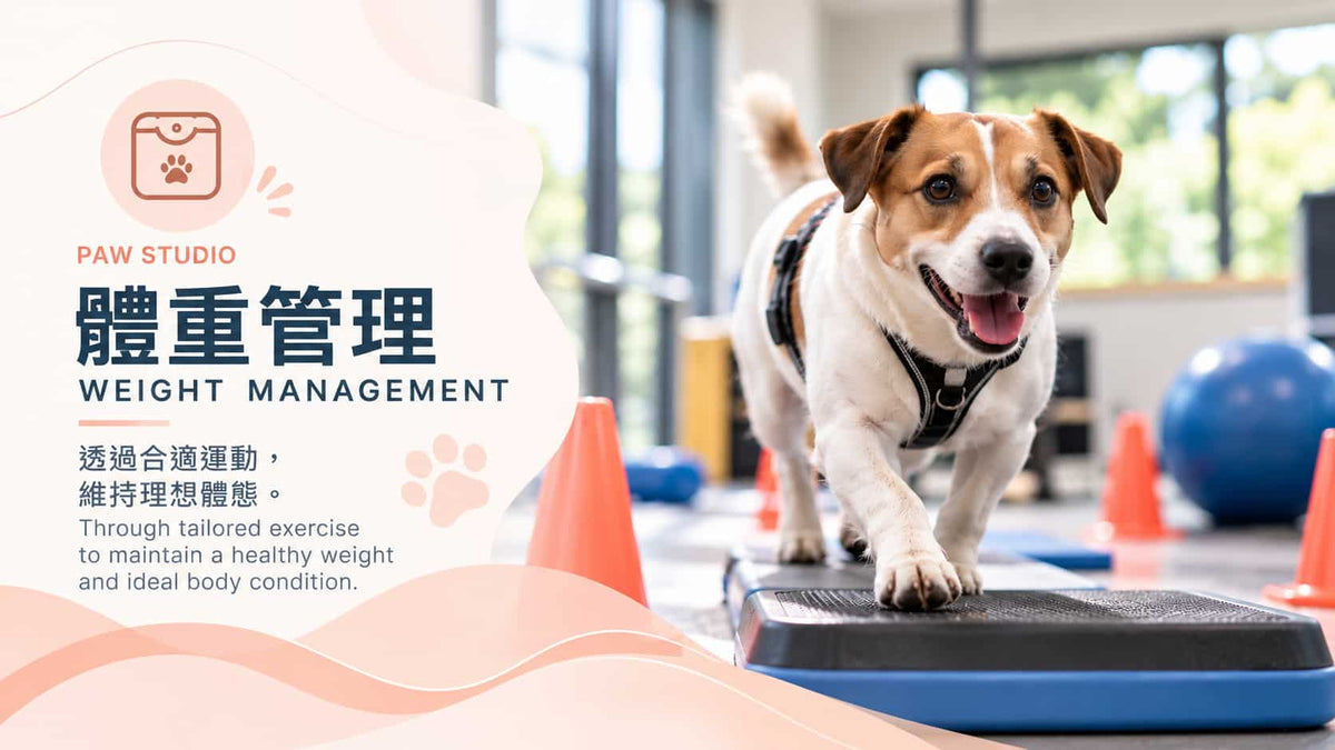 香港 Paw Studio 狗狗體重管理服務，透過合適運動協助犬隻維持健康體重、理想體態及日常活動能力｜Paw Studio dog weight management in Hong Kong supporting a healthy weight, ideal body condition and everyday mobility through tailored exercise