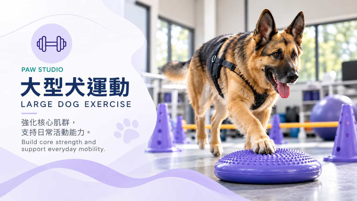 香港 Paw Studio 大型犬運動服務，德國牧羊犬進行平衡及肌力訓練，維持核心肌群與日常活動能力｜Paw Studio large dog exercise in Hong Kong supporting balance, core strength, muscle maintenance and everyday mobility