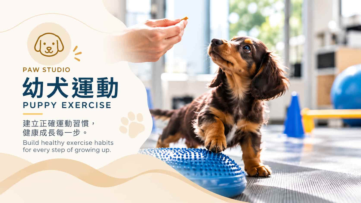 香港 Paw Studio 幼犬運動訓練，臘腸幼犬進行平衡及活動訓練，建立健康運動習慣與身體協調能力｜Paw Studio puppy exercise in Hong Kong supporting healthy exercise habits, balance, coordination and active development