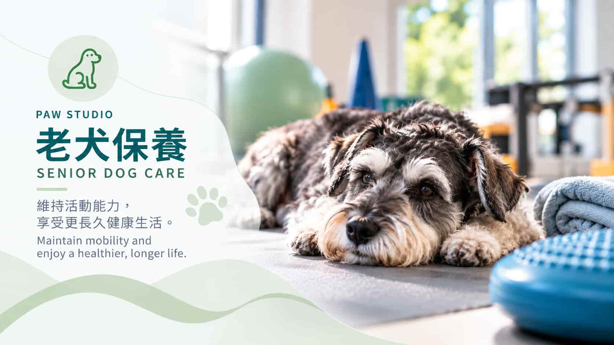香港 Paw Studio 老犬保養服務，熟齡史納莎休息並維持日常活動能力與肌力｜Paw Studio senior dog care in Hong Kong supporting daily mobility and muscle maintenance