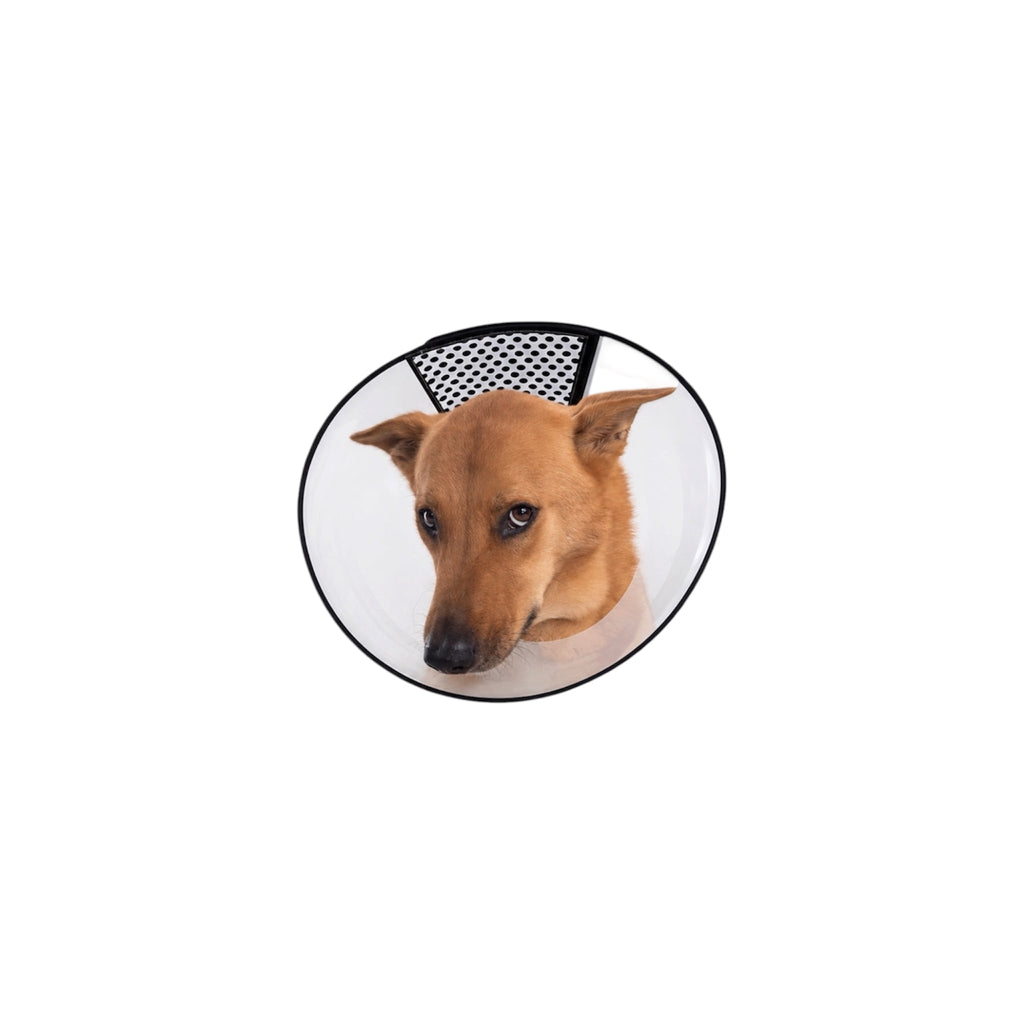 Paw Studio 透明狗狗防舔頭套 Transparent Protective Cone，透氣設計及黑色柔韌包邊，適合犬隻日常護理