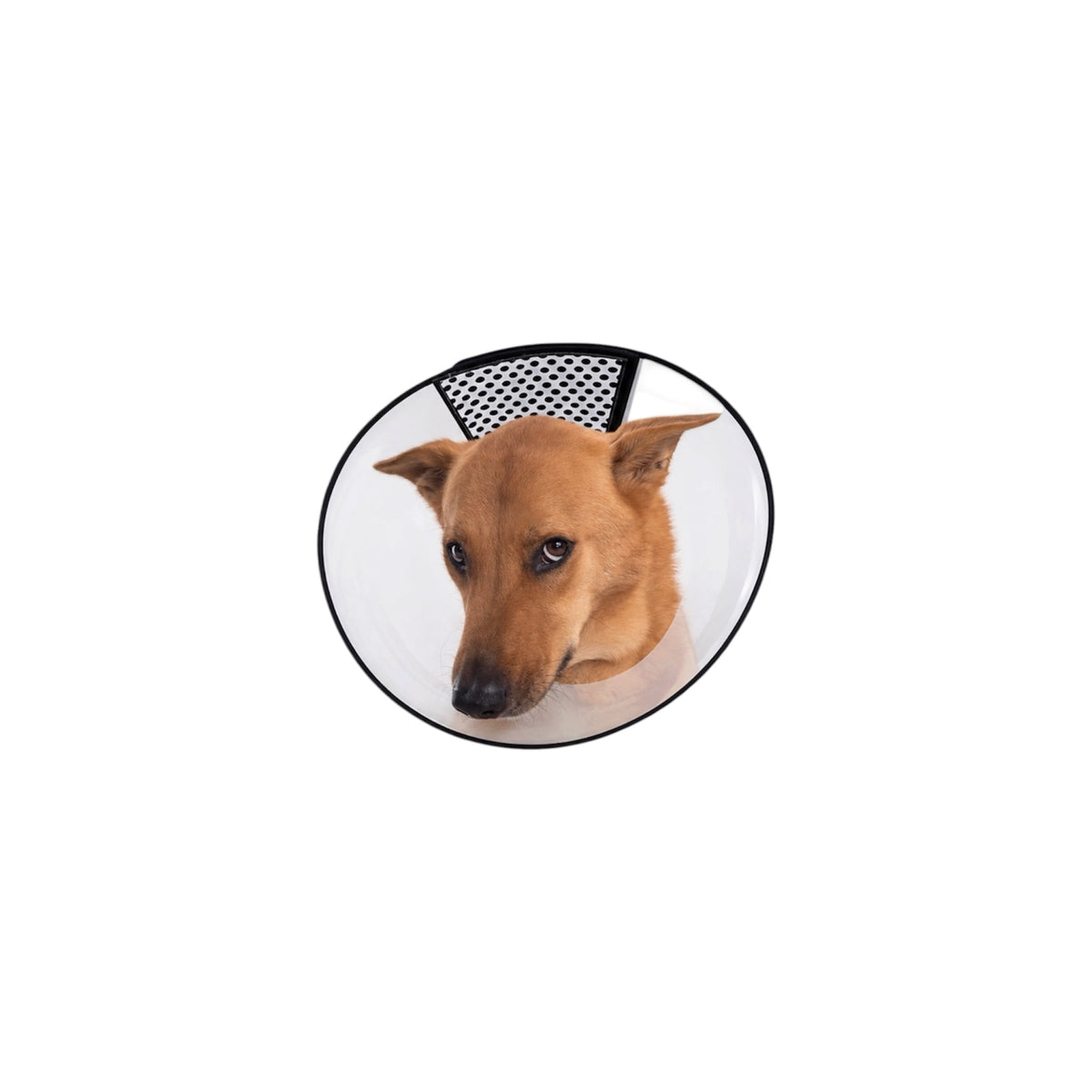 Paw Studio 透明狗狗防舔頭套 Transparent Protective Cone，透氣設計及黑色柔韌包邊，適合犬隻日常護理