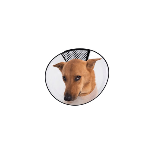 Paw Studio 透明狗狗防舔頭套 Transparent Protective Cone，透氣設計及黑色柔韌包邊，適合犬隻日常護理