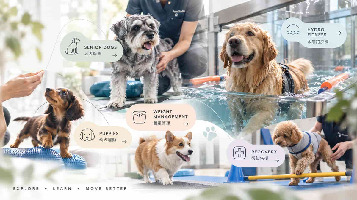 犬隻運動與水中活動知識